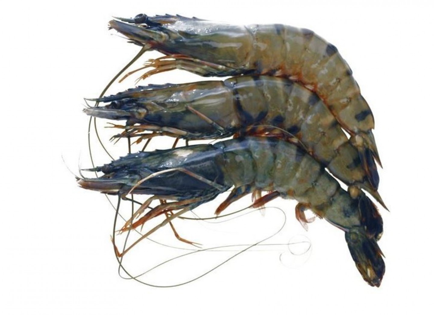 Udang Besar