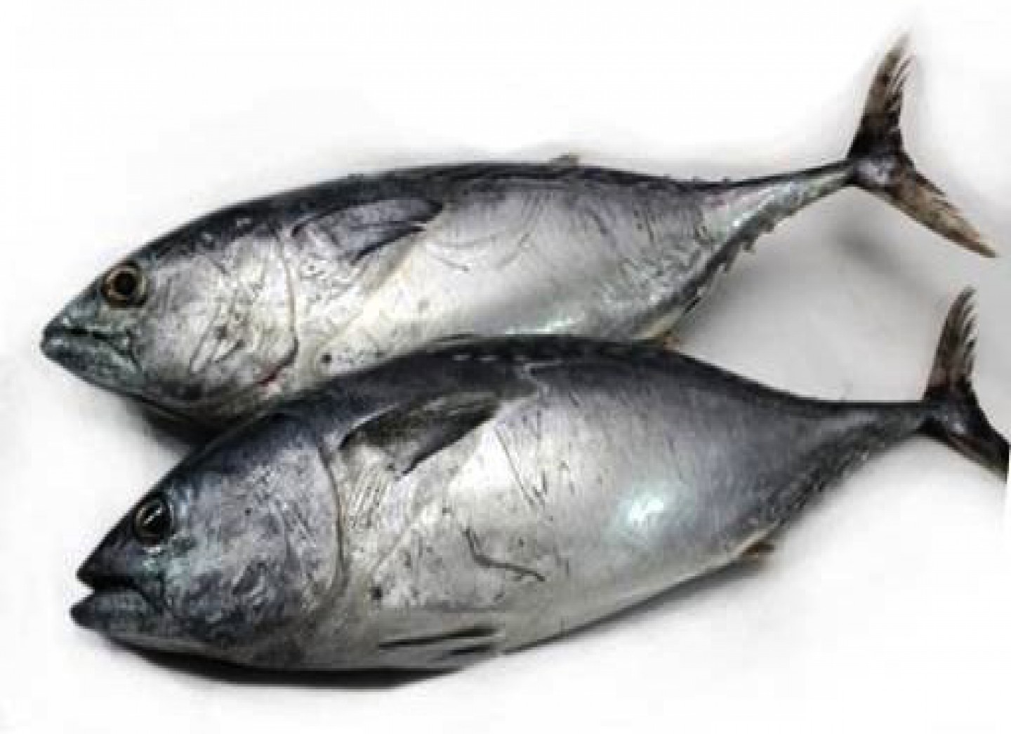 Tongkol