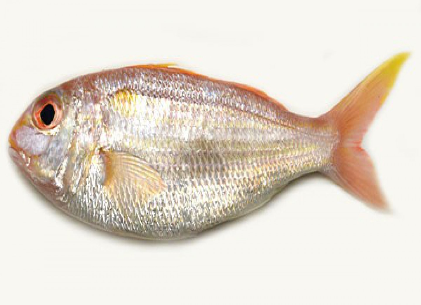 Kurisi