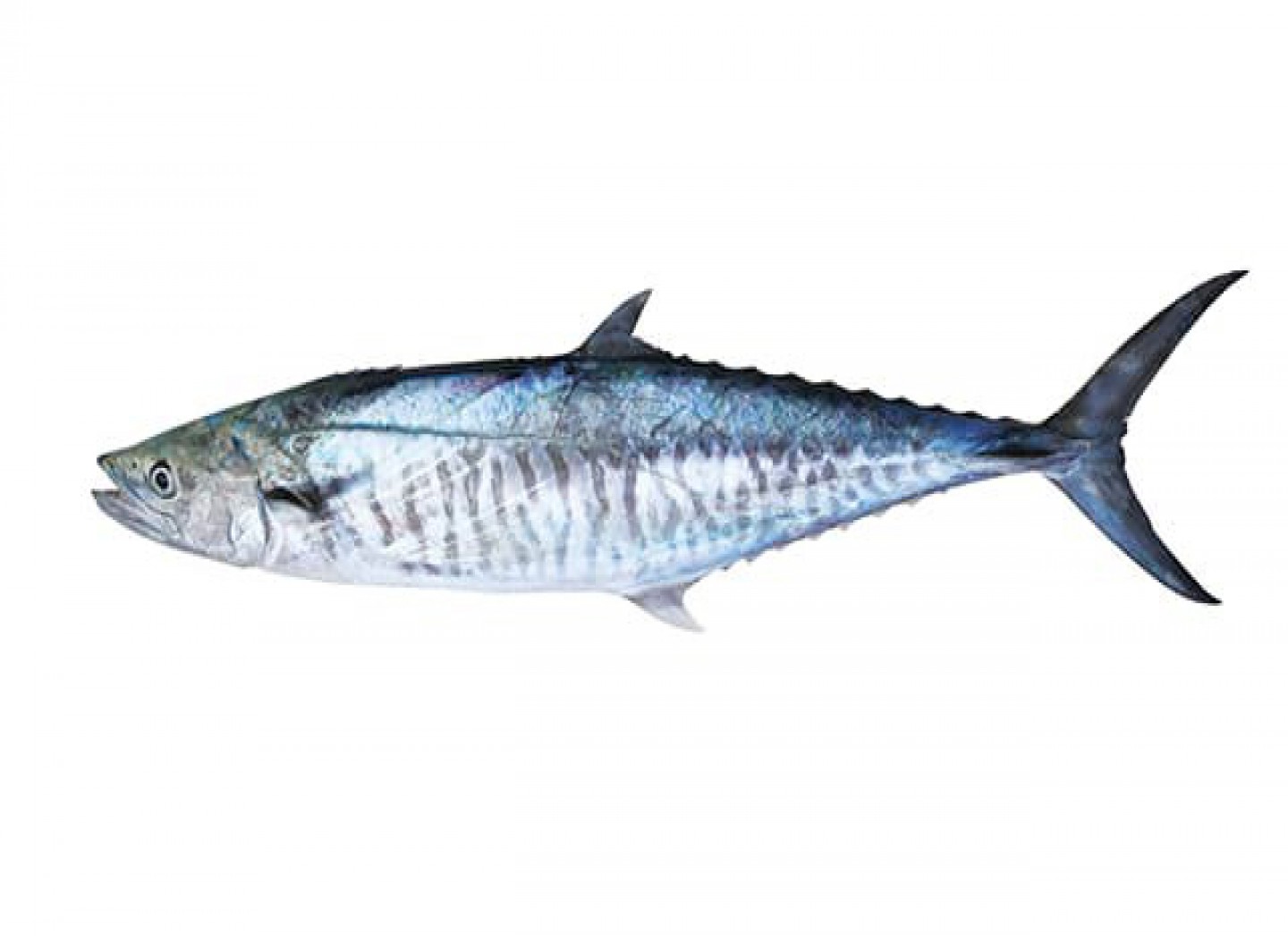 Tenggiri